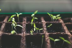 seedlings grown in carbonsponge