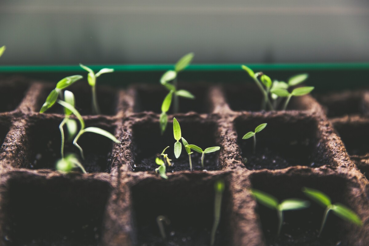 seedlings grown in carbonsponge